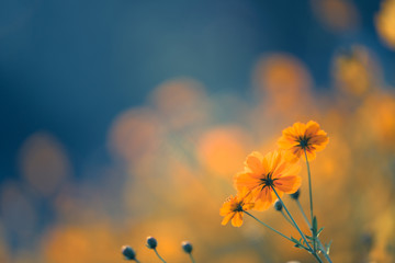 空心菜的十种吃法