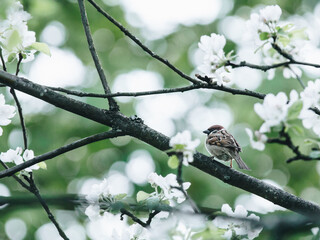 我的车是帕萨特新领驭凉车不响热车超过1500转哒哒哒的异响