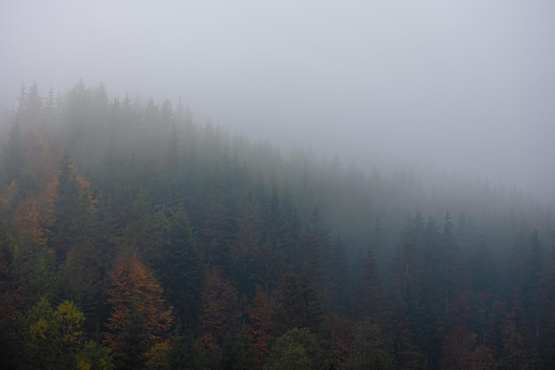 梦见一排古树长绿叶开花